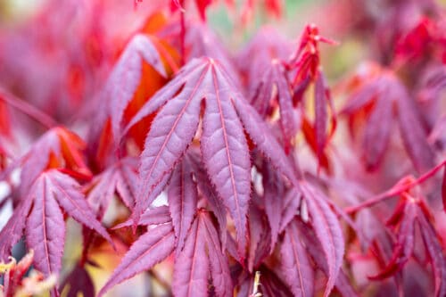 acer palmatum
