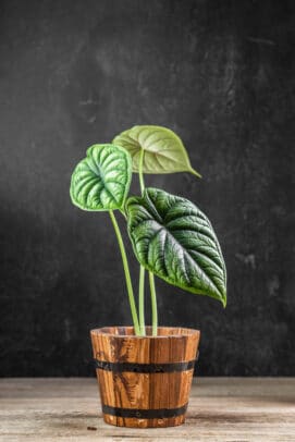 alocasia