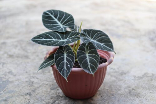 alocasia black velvet
