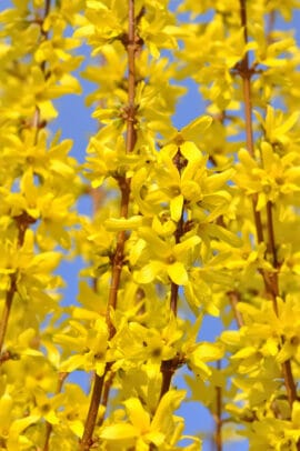 forsythia