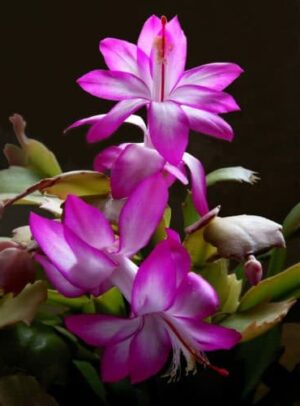 cactus de noel