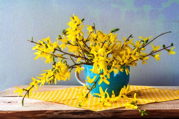 forsythia