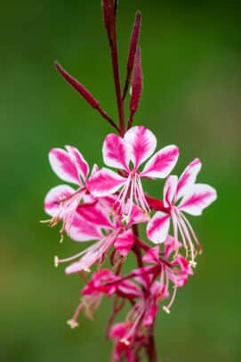 gaura