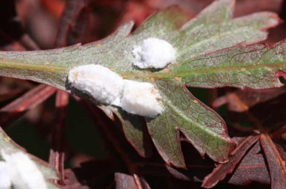 cochenille érable du japon