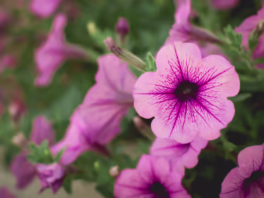 fleur pétunia