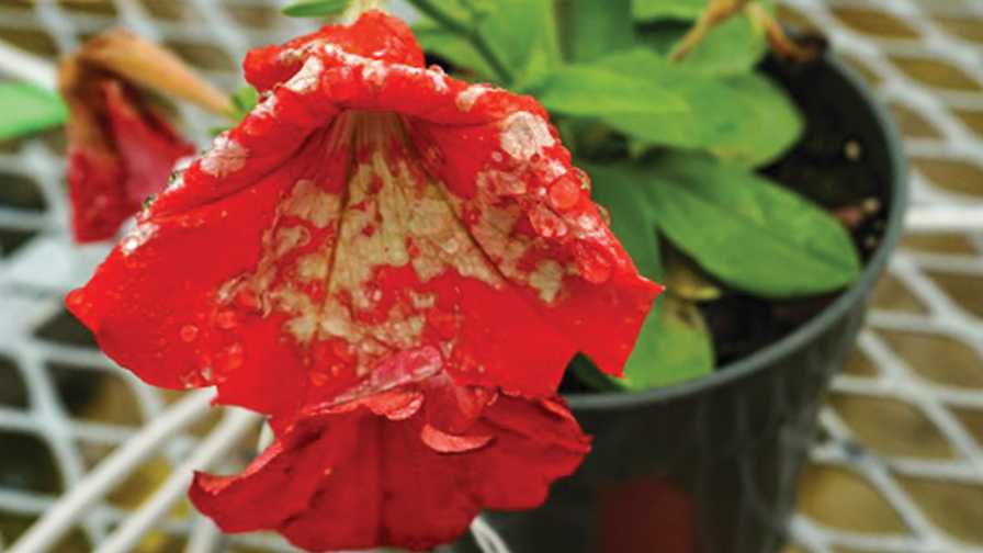 Petunia Botrytis