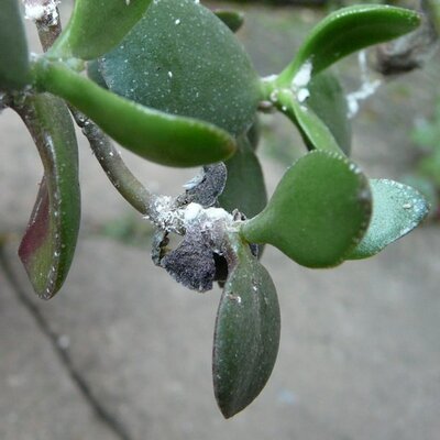 cochenille jasmin etoile