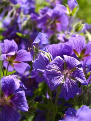 géranium vivace