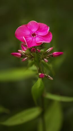 phlox