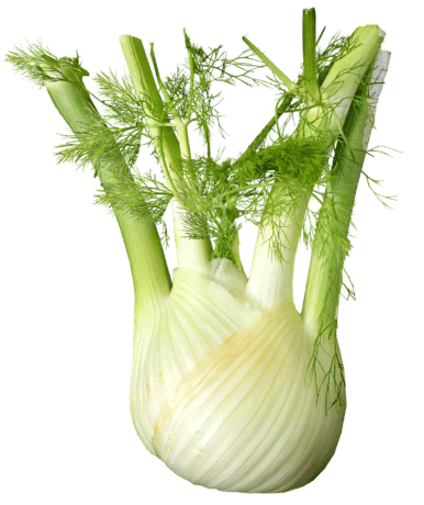 fenouil