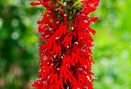 lobelia