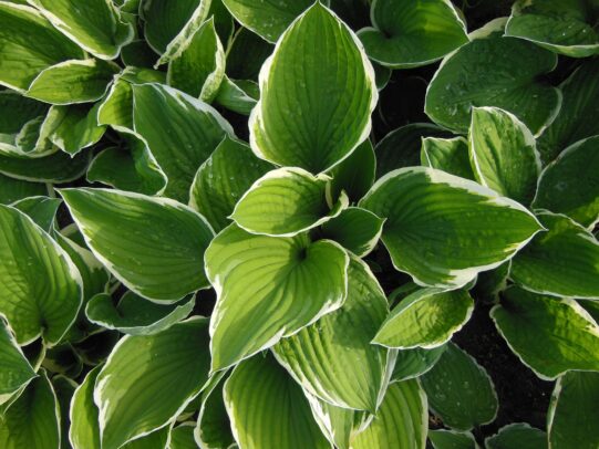 hosta