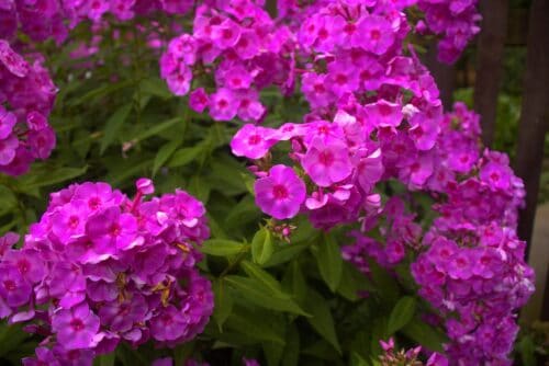 phlox