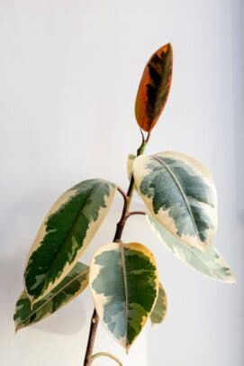 ficus benjamina
