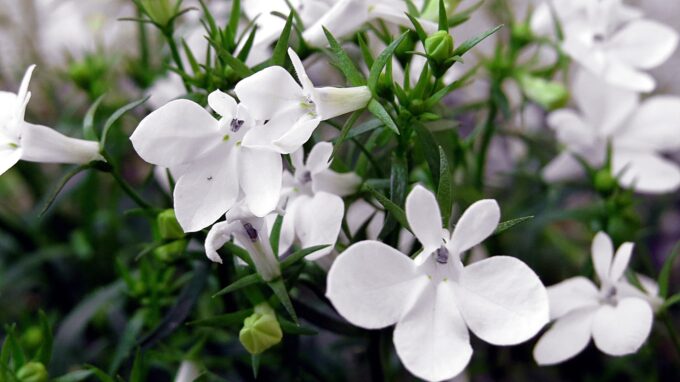 lobelia