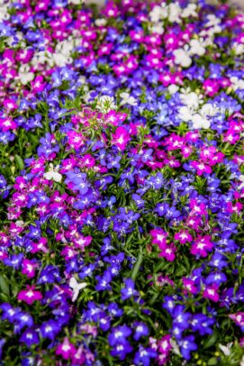 lobelia