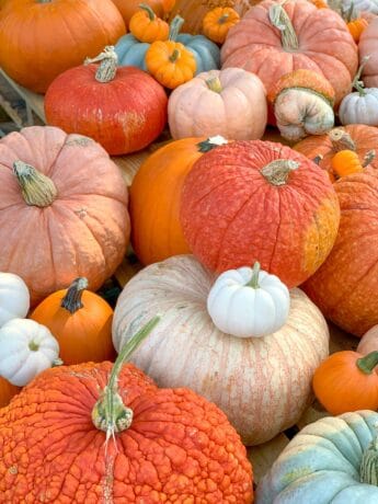 courges