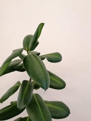 ficus benjamina
