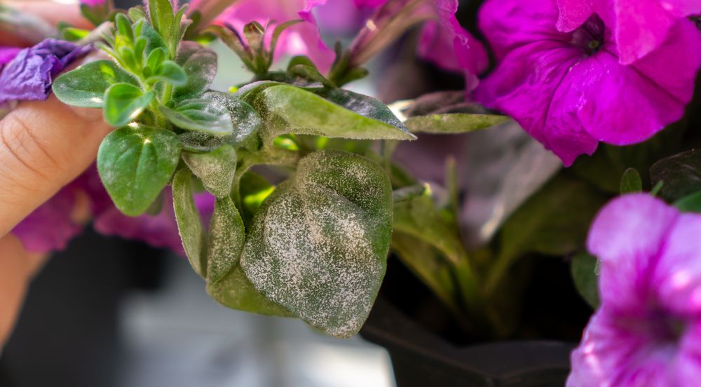 oidium petunia