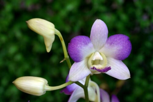 orchidée
