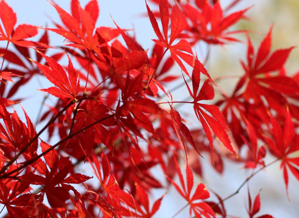Érable du Japon au feuillage décoratif