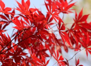 feuille erable du japon