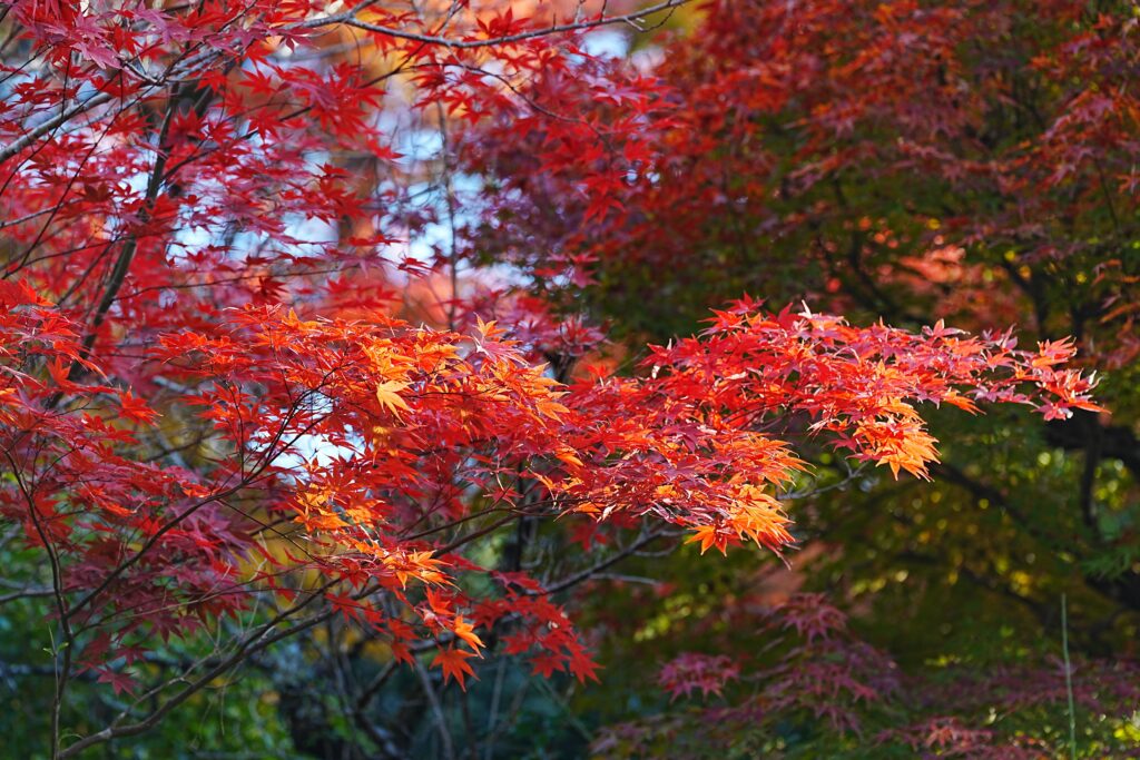arbre érable du japon