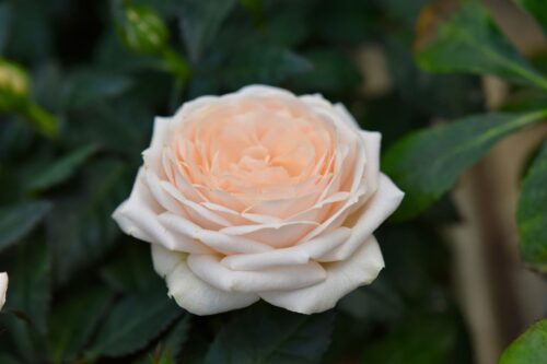 rosier
