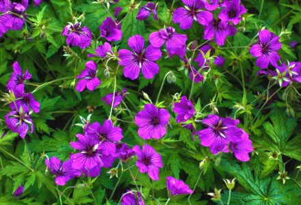 géranium vivace