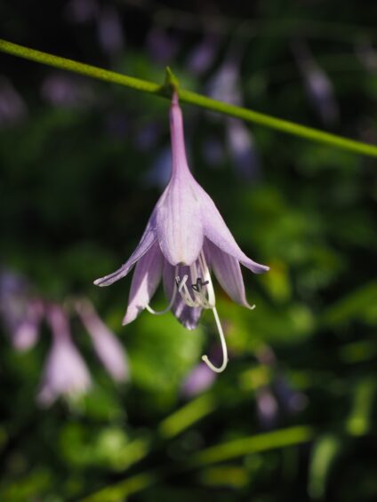 hosta