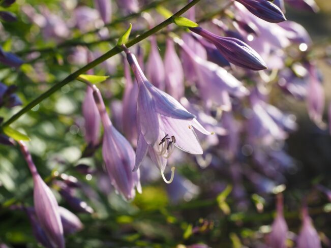 hosta