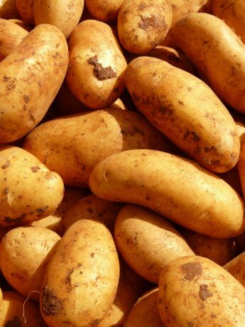 pommes de terre