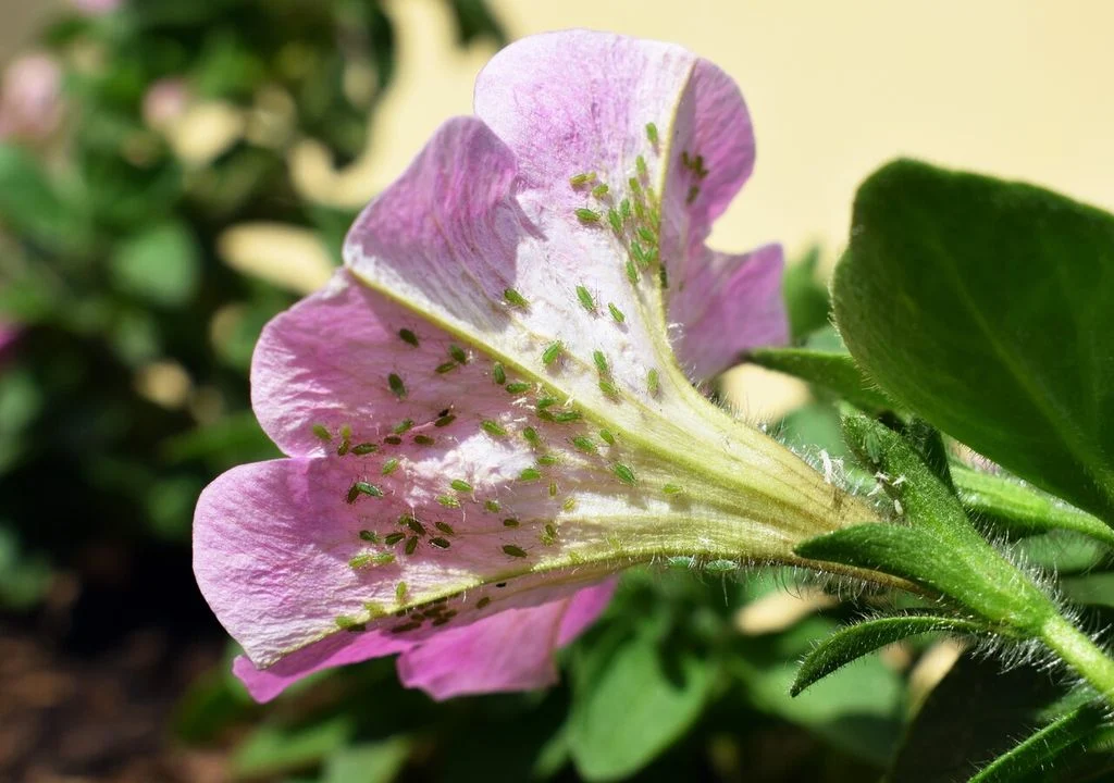pucerons petunias