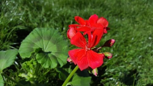 géranium vivace