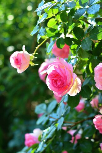 rosier