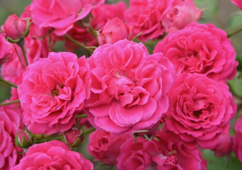 rosier