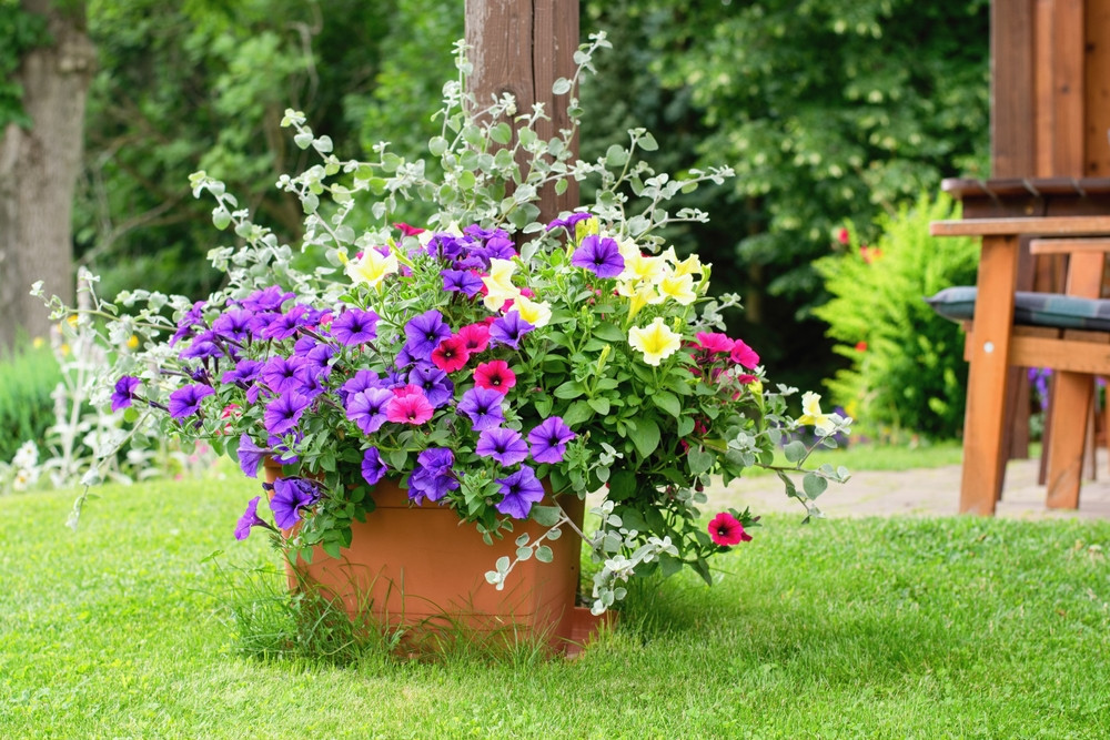 petunia en pot