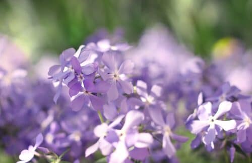 phlox