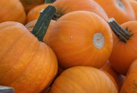 courges