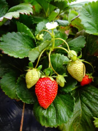 fraisier