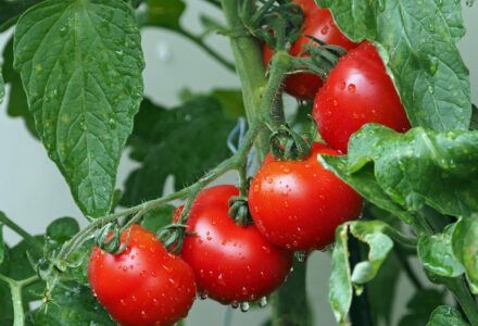 tomate