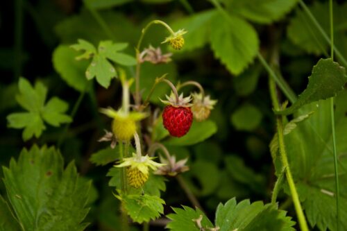 fraisier