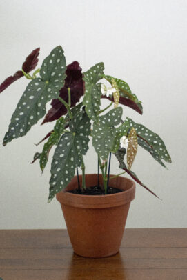 bégonia maculata
