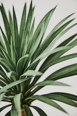 cordyline australis