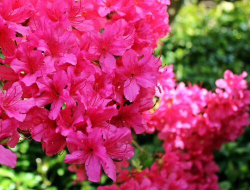 rhododendron