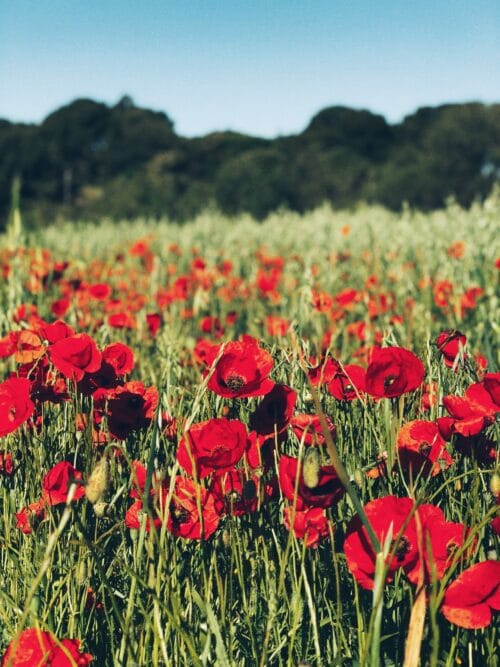 coquelicot