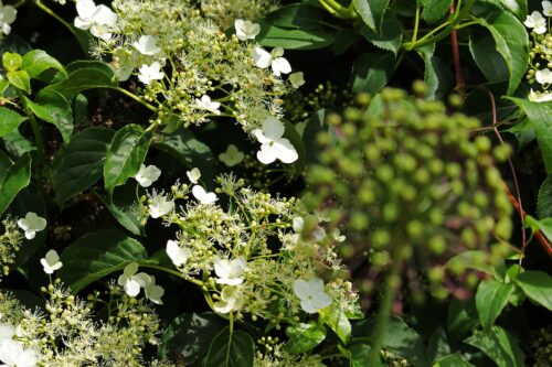 hortensia grimpant