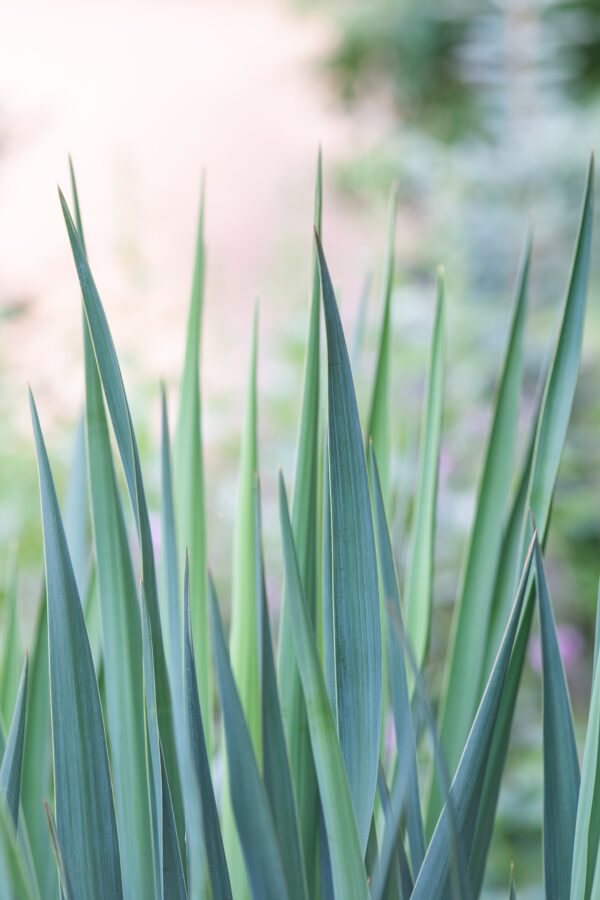 yucca rostrata