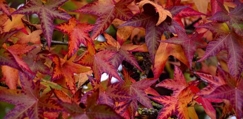 liquidambar