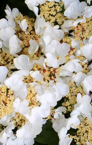 hortensia grimpant